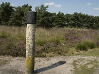 NL, Limburg, Weert, Boshoverheide, grafheuvel 1, Saxifraga-Jan van der Straaten